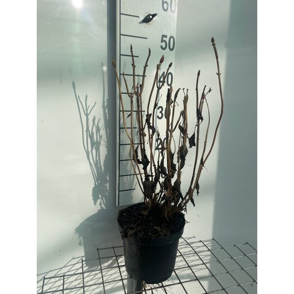 Hydrangea m. 'Alpenglühen' - 3,0L 40+