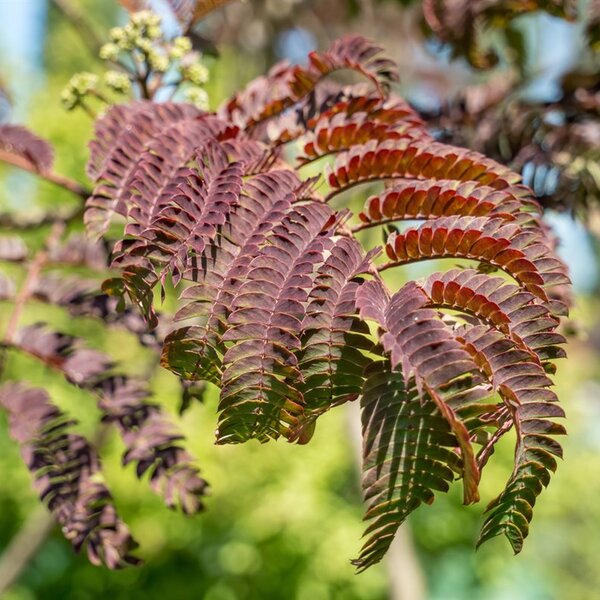 Albizia julibr. 'Summer Chocolate'