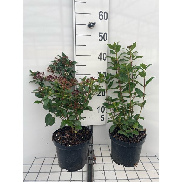 Viburnum tinus 'Eve Price' - 3,0L 30+