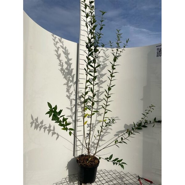 Ligustrum vulg. 'Atrovirens' - 5,0L 125+