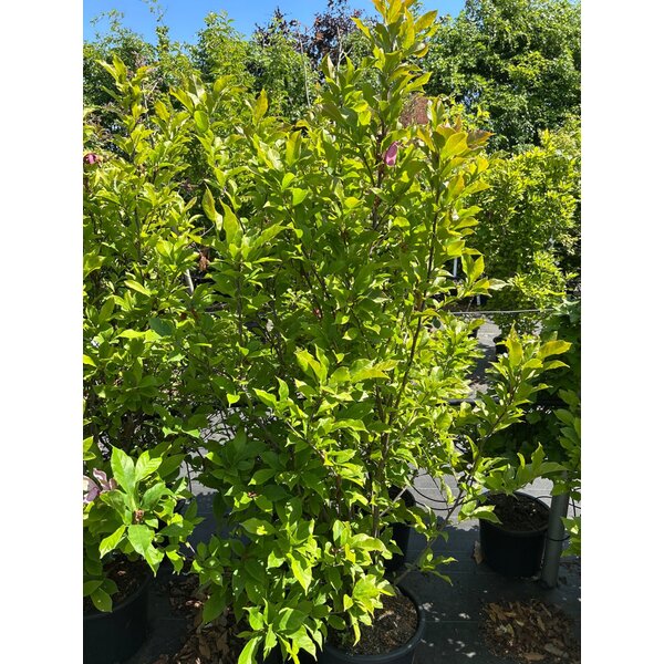 Magnolia 'Susan' - 20L 100+