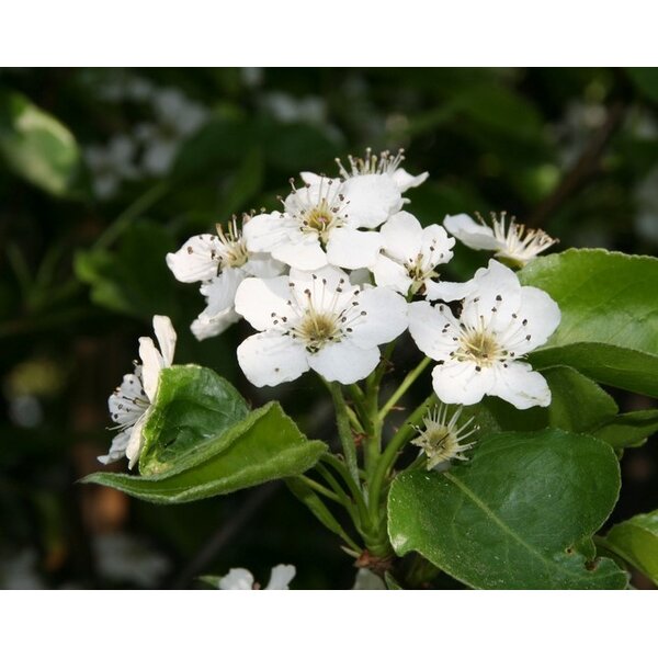 Pyrus calleryana 'Chanticleer' - 50L 18-20 HO