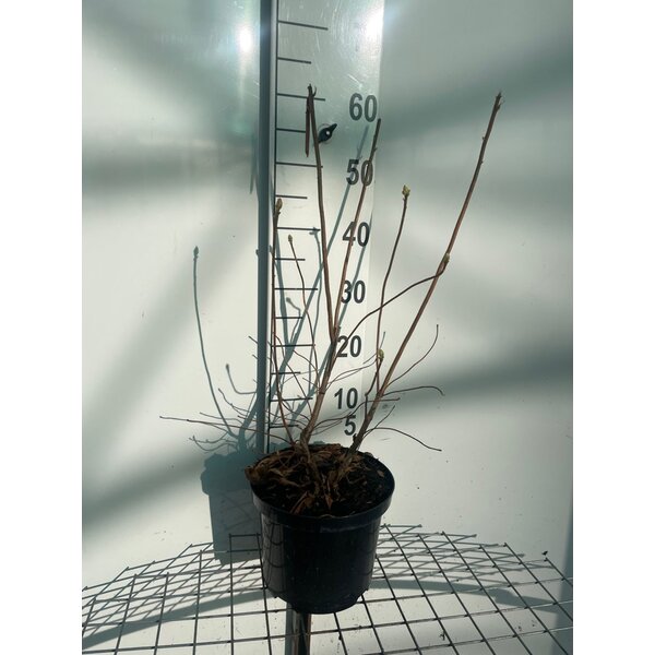 Rhododendron (bladverlizend) 'Whitethroat' Wit - 5,0L 60+