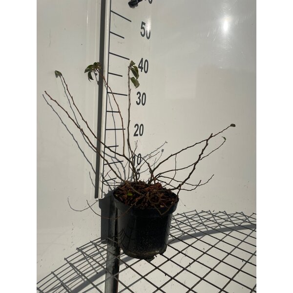 Chaenomeles sup. 'Pink Lady' - 3,0L 40+