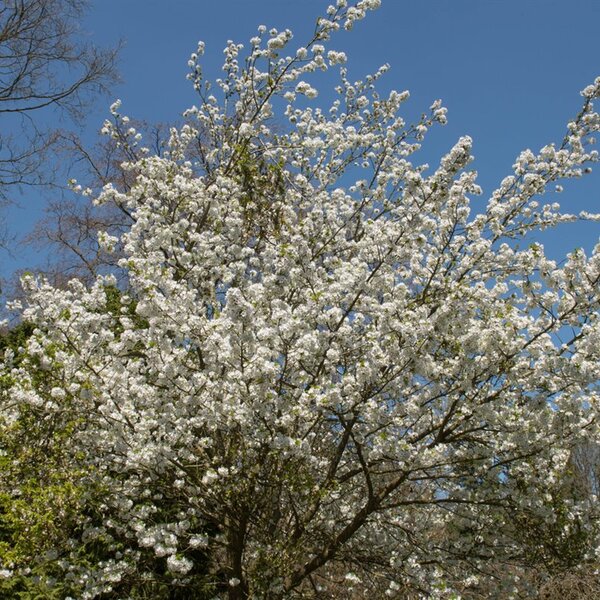 Prunus 'Umineko'