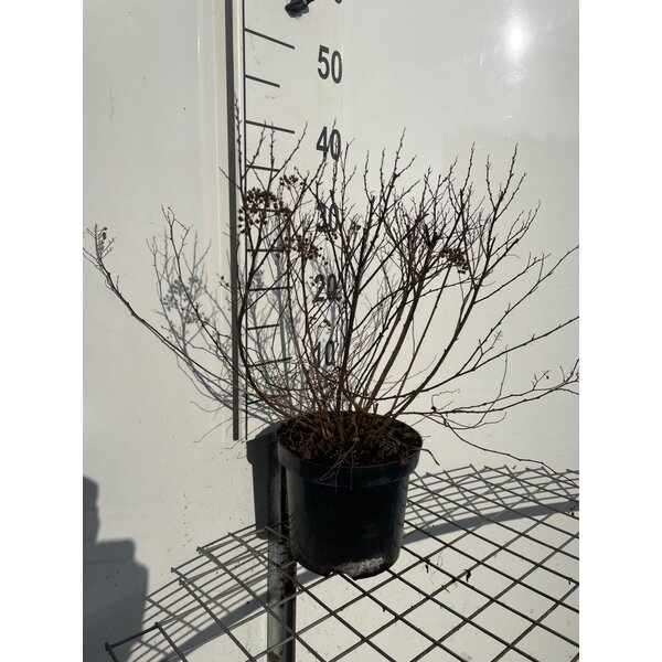 Spiraea jap. 'Manon' - 3,0L 30+