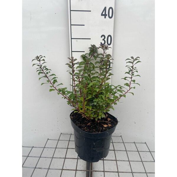 Pieris jap. 'Little Heath Green' - 3,0L 20+