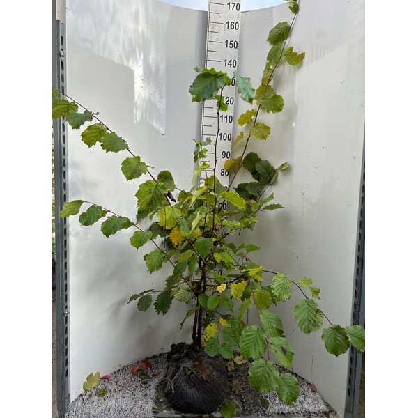 Corylus avellana - met kluit 125+