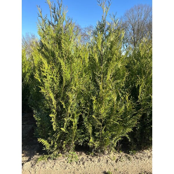 Thuja pl. 'Atrovirens' - 10L 175+