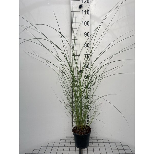 Miscanthus sin. 'Gracillimus' - 2,0L