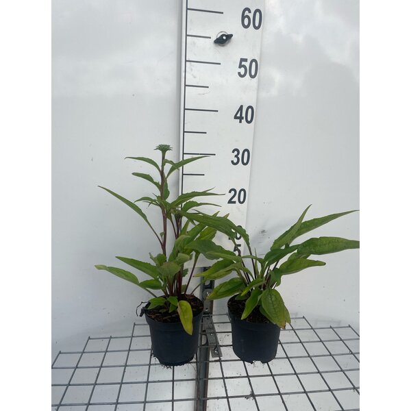 Echinacea p. 'Magnus Superior' - 1,0L