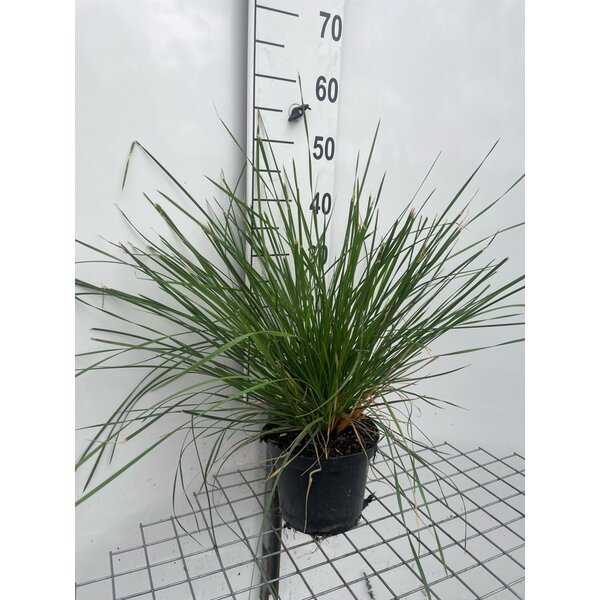 Deschampsia cesp. 'Goldschleier' - 3,0L