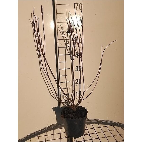 Cornus alba 'Gouchaultii' - 3,0L 60+