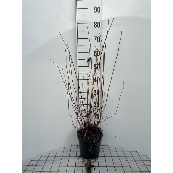 Deutzia cren. 'Pride of Rochester' - 3,0L 60+