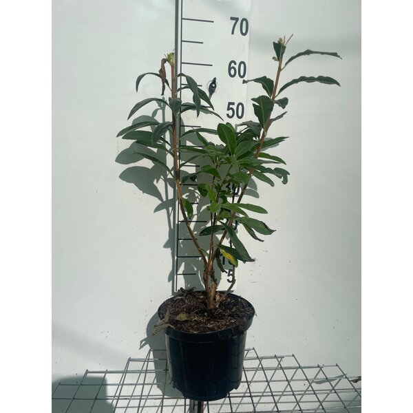 Rhododendron bladverliezend  'Harvest Moon' Geel - 5,0L 60+