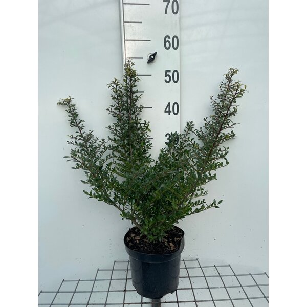 Ilex crenata 'Stokes' - 3,0L 40+