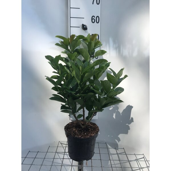 Prunus l. Etna - 3,0L 40+