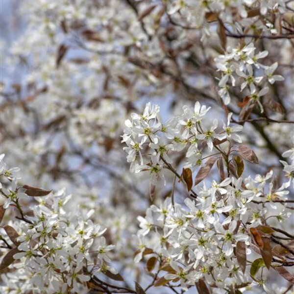 Amelanchier arborea 'Robin Hill'