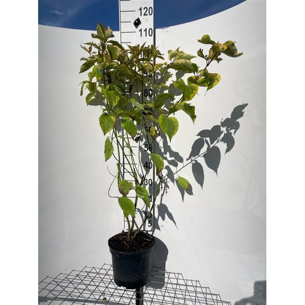 Cornus alba 'Gouchaultii' - 7,5L 100+