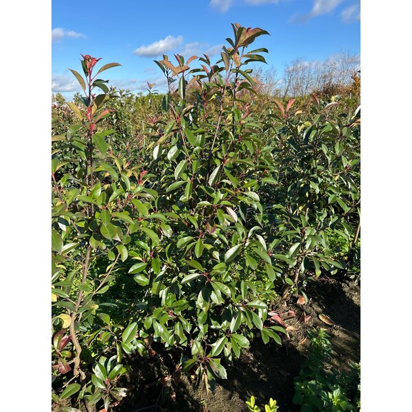 Photinia fraseri 'Red Robin' - met kluit 150+
