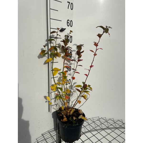 Vaccinium cor. 'Duke' - 3,0L 50+