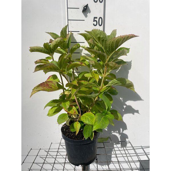 Hydrangea m. 'Gertrud Glahn' - 3,0L 40+