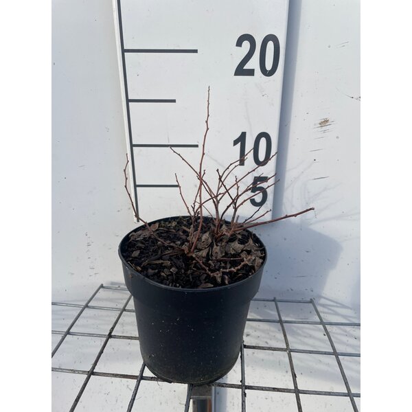 Spiraea betulifolia 'Tor Gold' - 1,3L