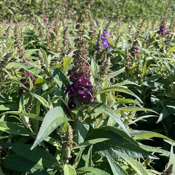 Buddleja d. Butt. Candy Little Purple