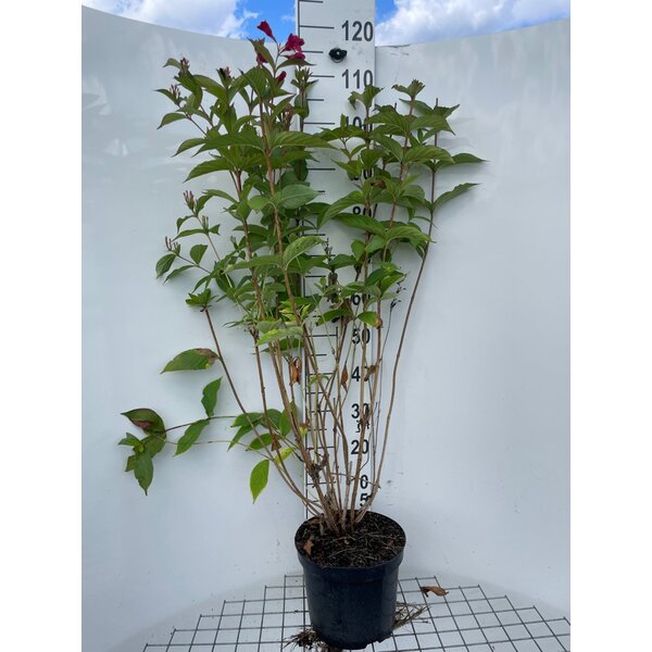 Weigela 'Bristol Ruby' - 7,5L 80+
