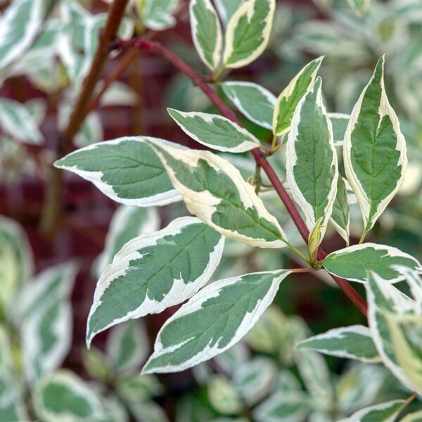 Cornus alba 'Elegantissima'