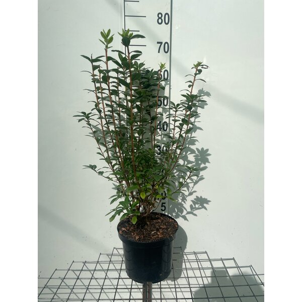 Rhododendron viscosum - 5,0L 60+