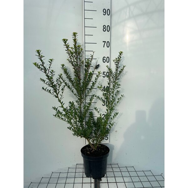 Ilex maximowicziana kanehirae - 3,0L 60+