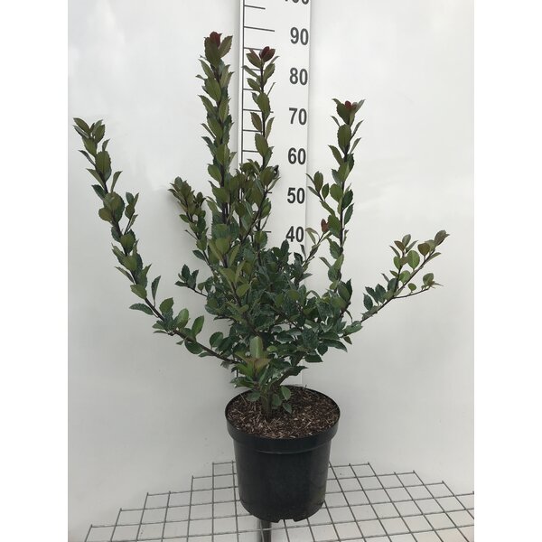 Ilex meserveae Heckenblau - 7,5L 80+
