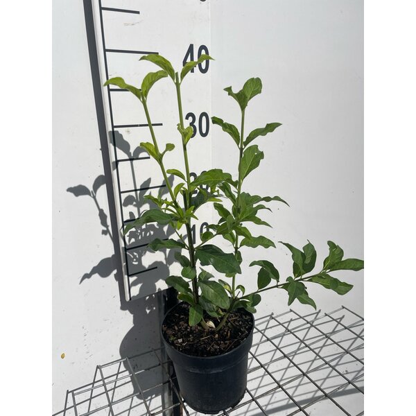 Euonymus europaeus - 1,3L 30+