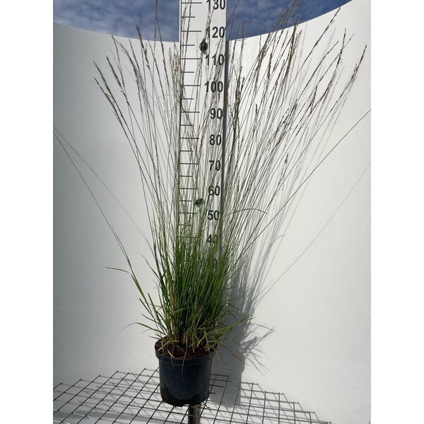 Molinia caerulea 'Heidebraut' - 5,0L