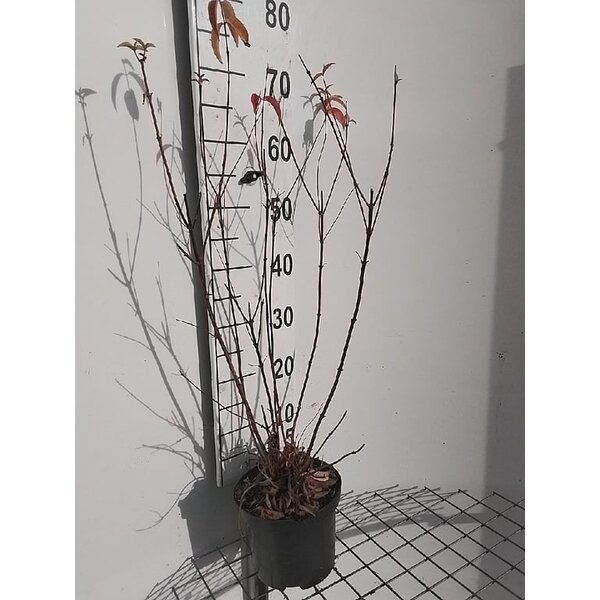 Deutzia cren. 'Pride of Rochester' - 3,0L 60+