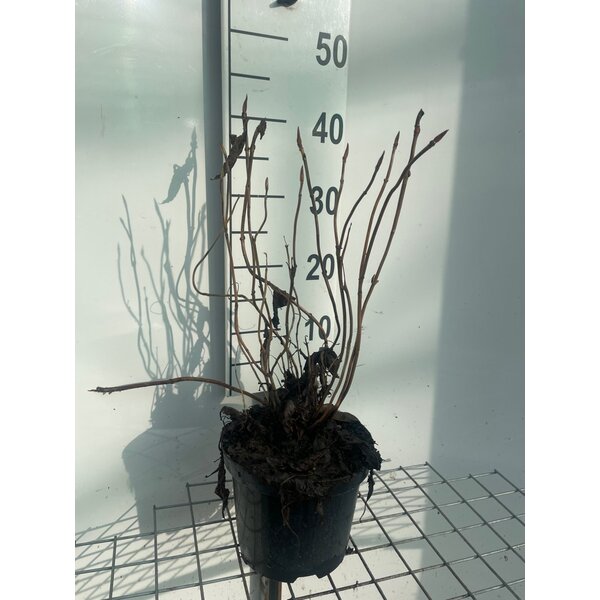 Hydrangea s. 'Bluebird' - 3,0L