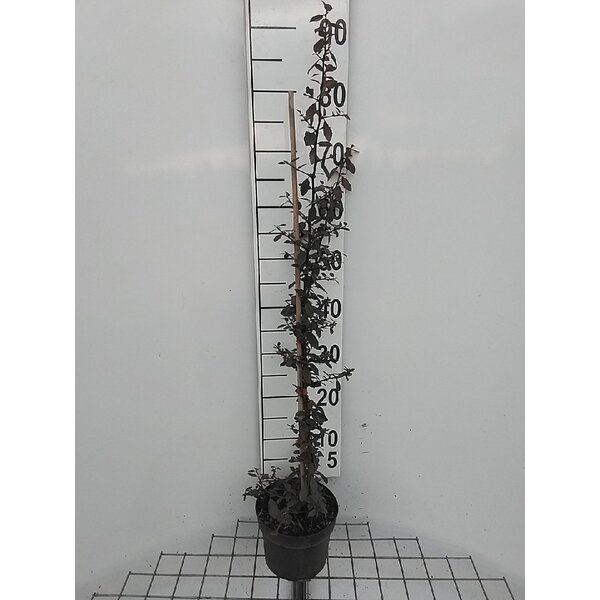 Pyracantha cocc. 'Red Column' - 2,0L 80+