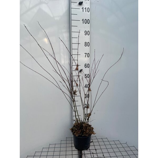 Acer palmatum - 3,0L 60+