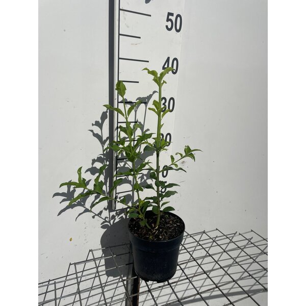 Euonymus europaeus 'Red Cascade' - 1,3L 30+