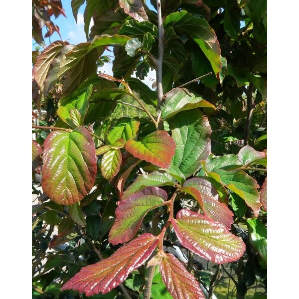 Parrotia persica 'Bella' - 35L 16-18 geveerd