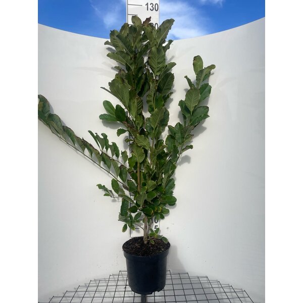 Magnolia st. 'Rosea' - 7,5L 100+