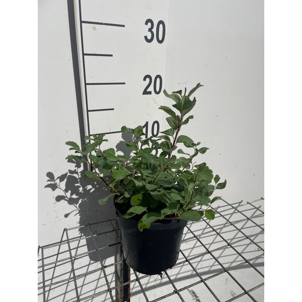 Spiraea betulifolia 'Tor' - 1,3L