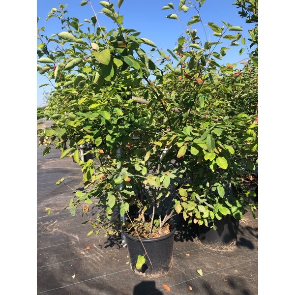 Amelanchier lamarckii - 20L 125+
