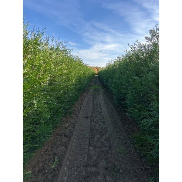 Thuja pl. 'Atrovirens' - 10L 200+