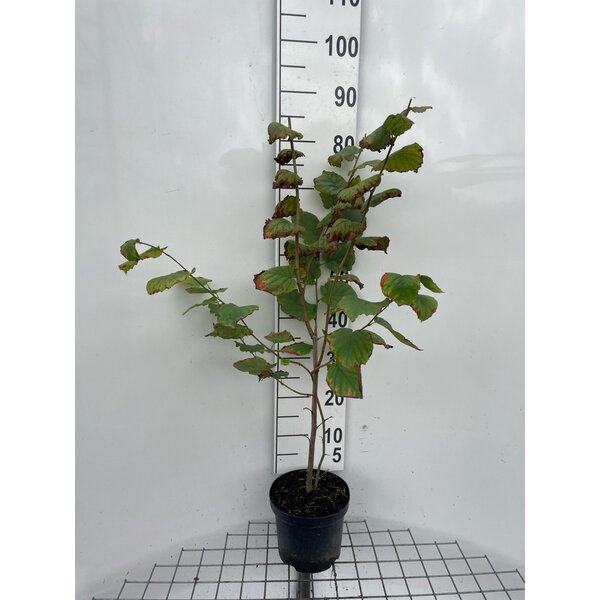 Corylus avellana - 3,0L 80+