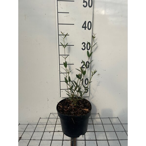 Phillyrea angustifolia - 2,0L 30+