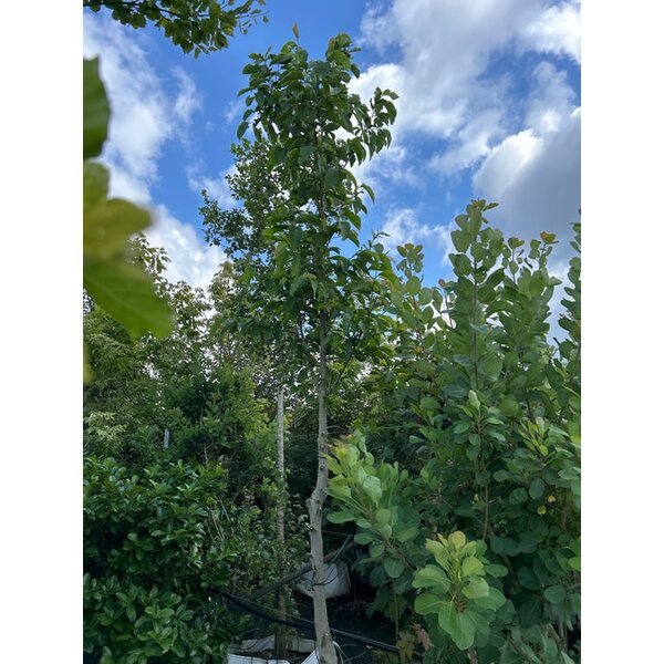 Magnolia kobus - 70L 300+