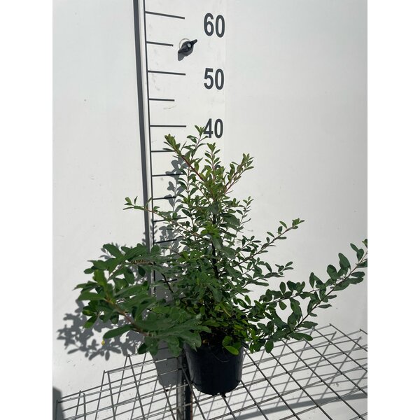 Spiraea nipp. 'Snowmound' - 1,3L