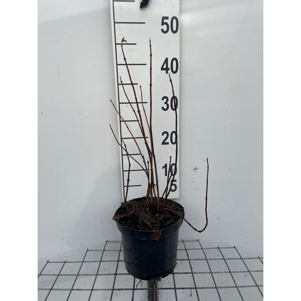 Philadelphus cor. 'Aureus' - 3,0L 30+